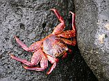 Galapagos 2-1-06 North Seymour Sally Lightfoot Crab The Sally Lightfoot crabs are abundant on the lava rocks along the water's edge.